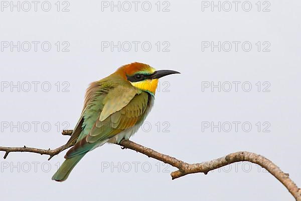 European Bee-eater