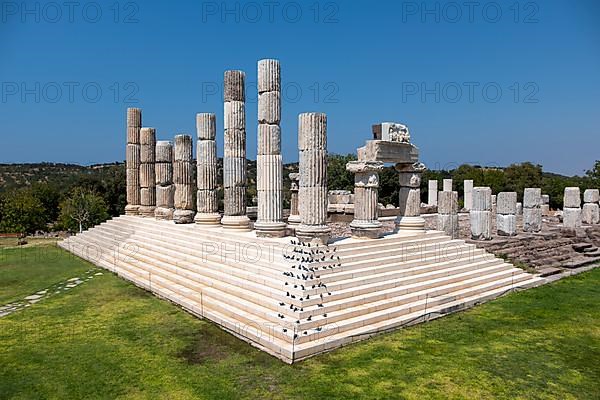 Mice in The Temple of Apollon Smintheion