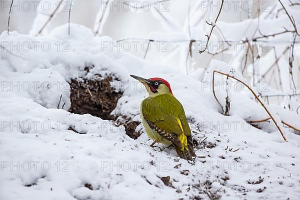 European green woodpecker