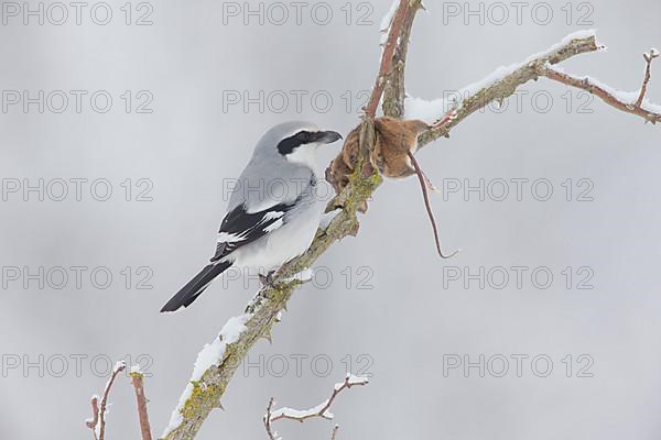 Great Grey Shrike