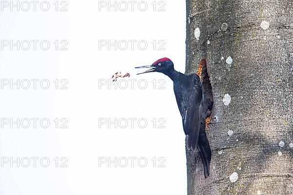Black Woodpecker