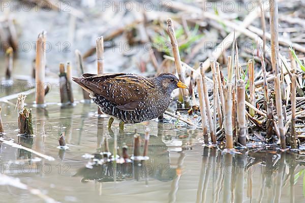 Spotted Crake