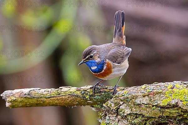 White-spotted bluethroat