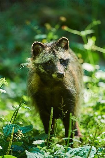 Common raccoon dog