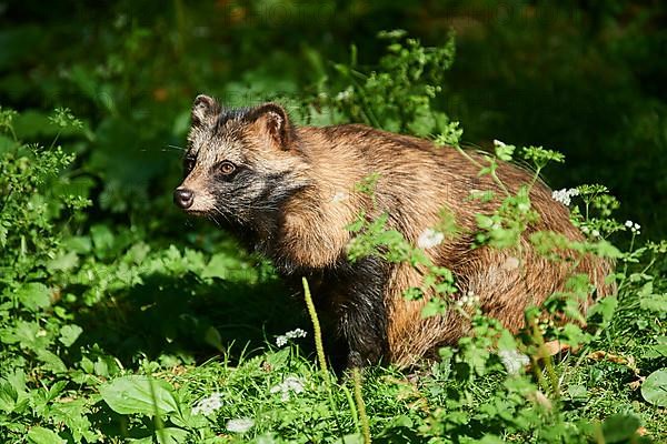 Common raccoon dog