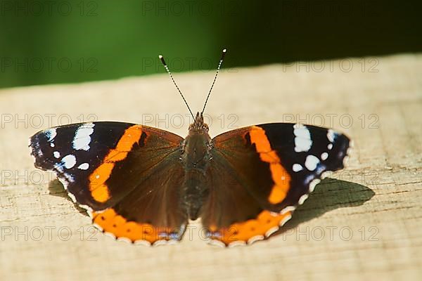 Red admiral