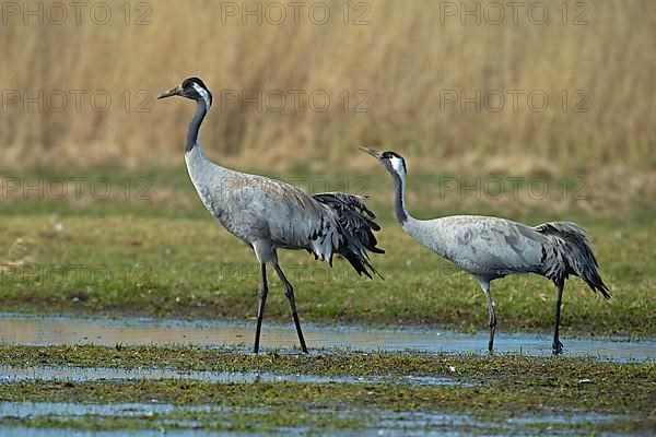 Common crane