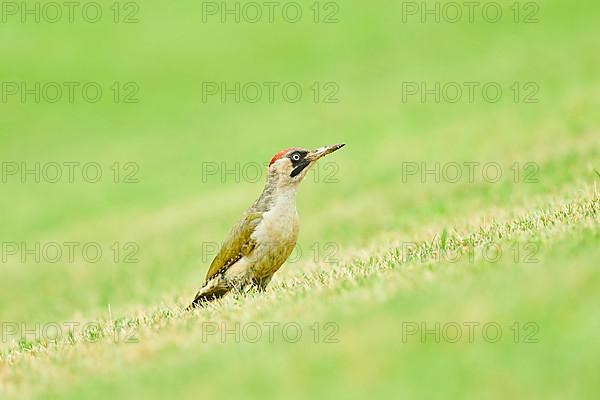 European green woodpecker