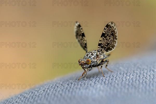 Peacock fly