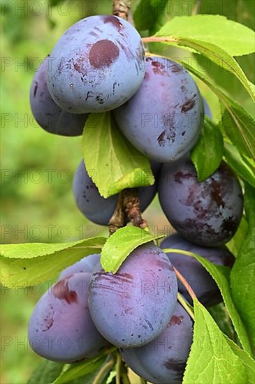 Damson