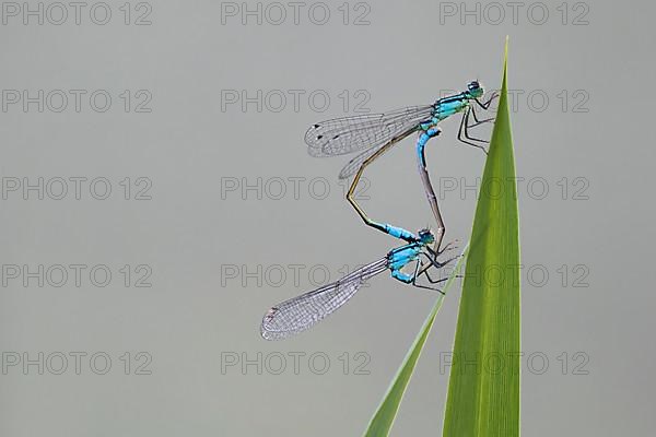 Blue-tailed damselflies