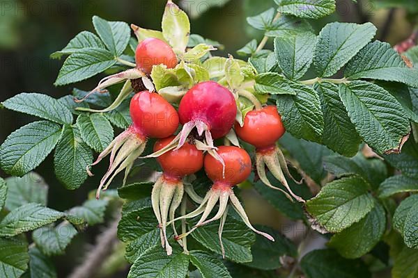 Rugosa rose