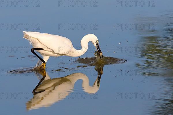 Little Egret