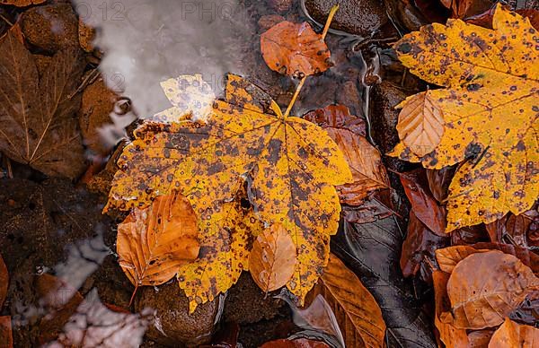 Leaves in a puddle in autumn