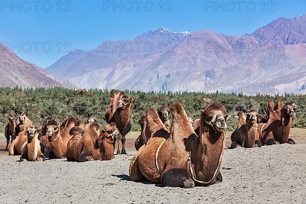 Bactrian camels in Himalayas. Hunder village