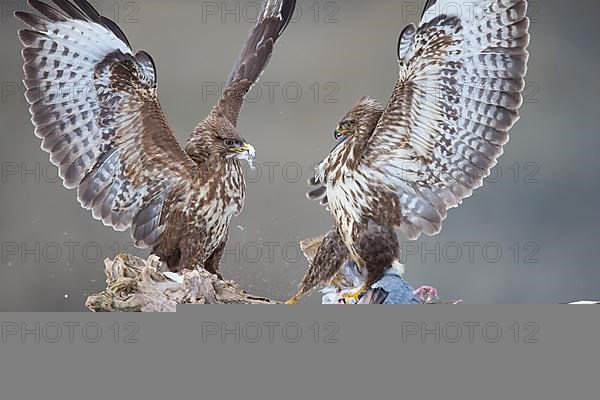 Steppe buzzard