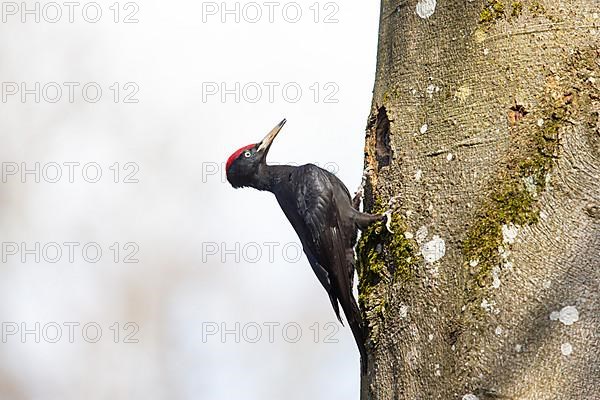 Black Woodpecker