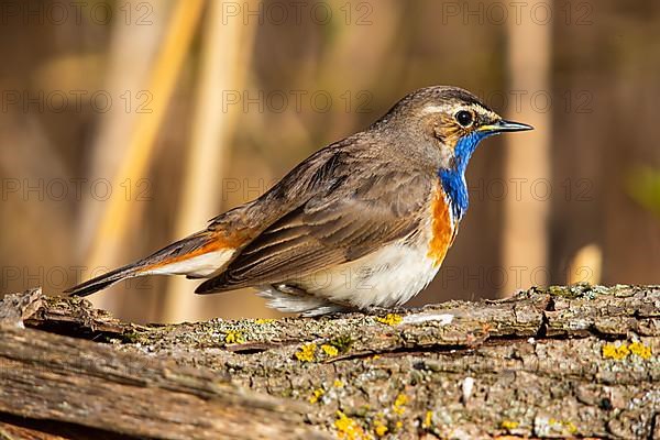 White-spotted bluethroat