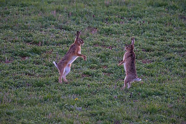 Cape hare