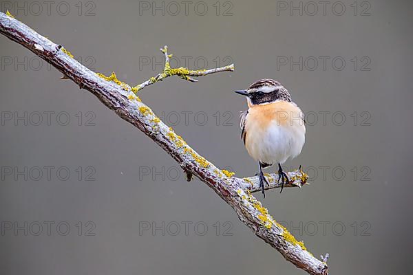 Whinchat