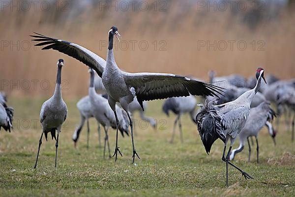 Common crane