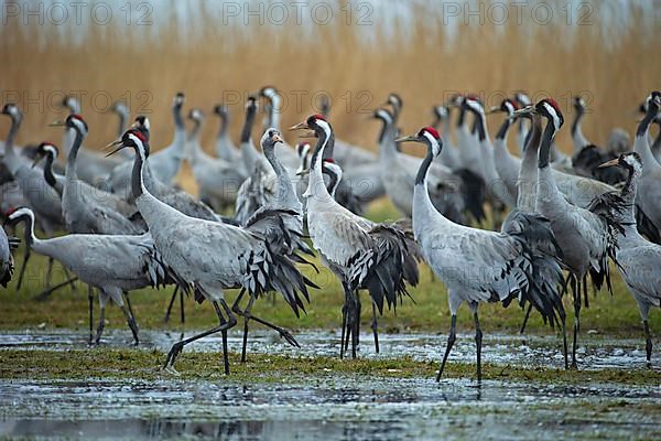 Common crane