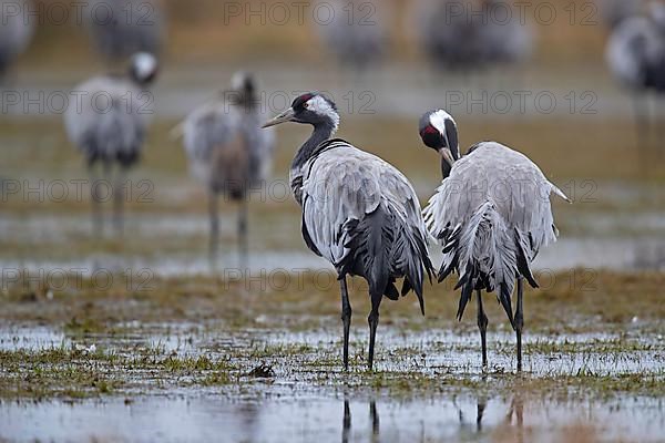 Common crane