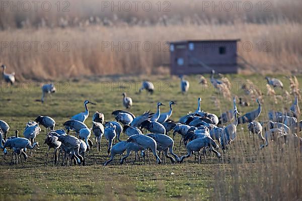 Common crane