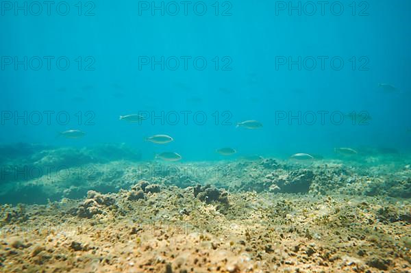 Salema porgy