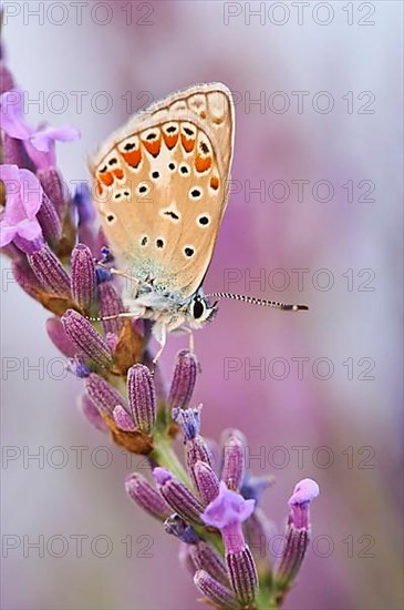 European common blue