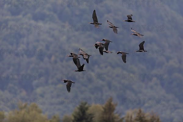 A flock of Steller's Northern Bald Ibis