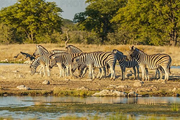 Zebra herd