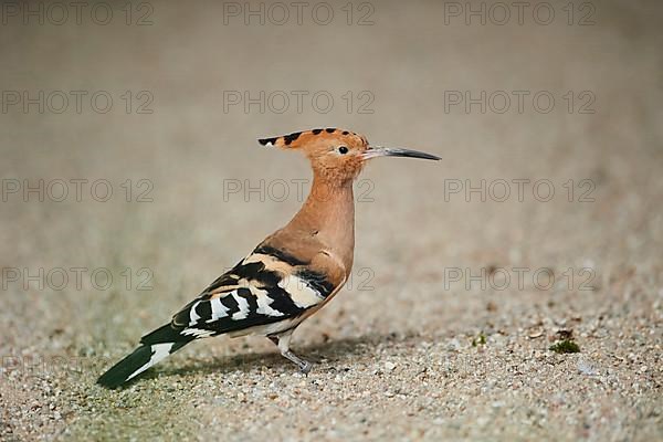 Eurasian hoopoe