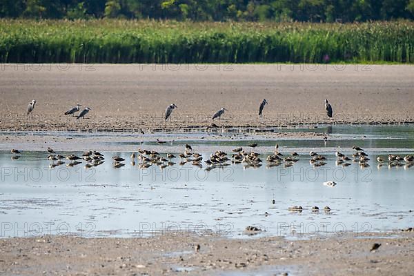 Birds at the very dry Zicksee