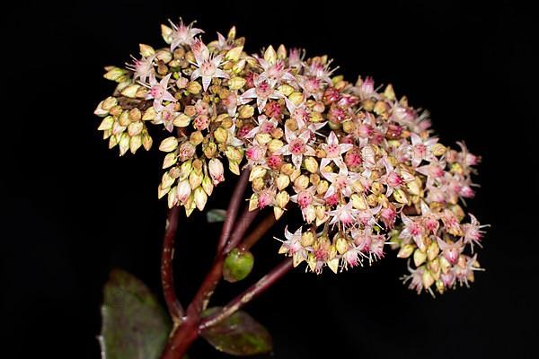 Showy stonecrop