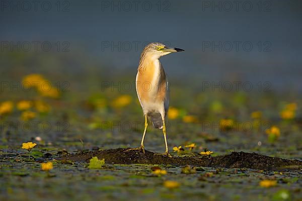 Squacco Heron