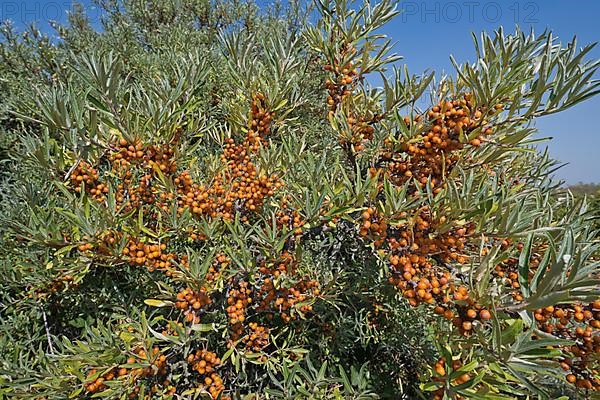 Common sea-buckthorn