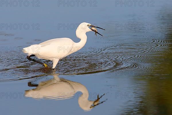 Little Egret