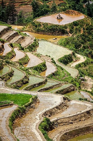 Rice field terraces