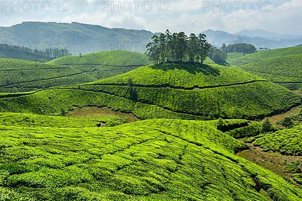 Tea plantations. Munnar