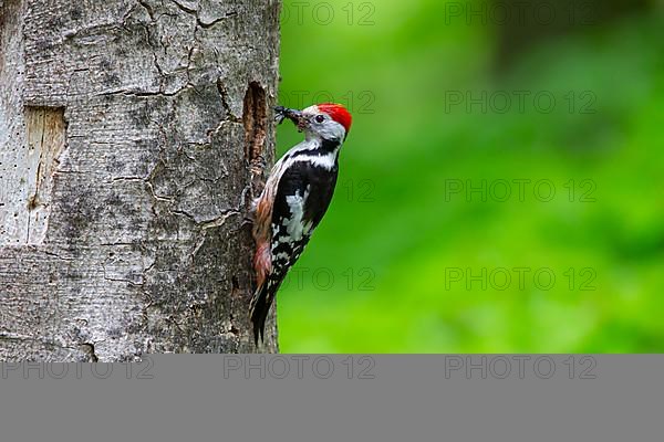 Middle Spotted Woodpecker