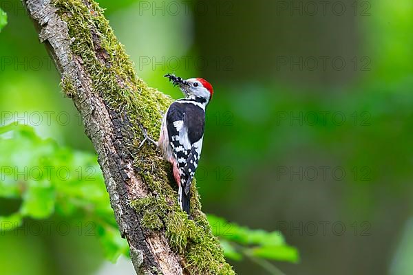 Middle Spotted Woodpecker