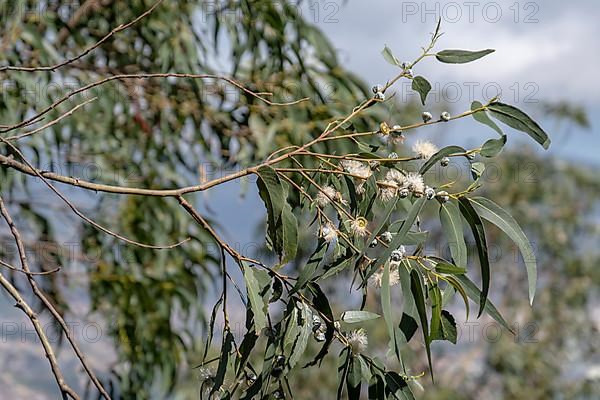 Common fever tree