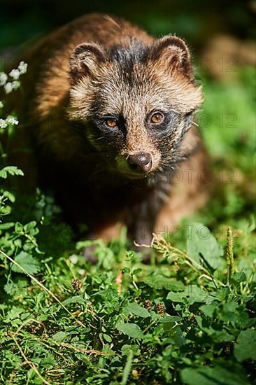 Common raccoon dog