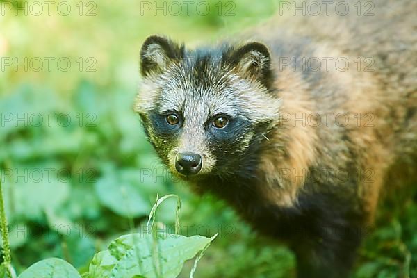 Common raccoon dog