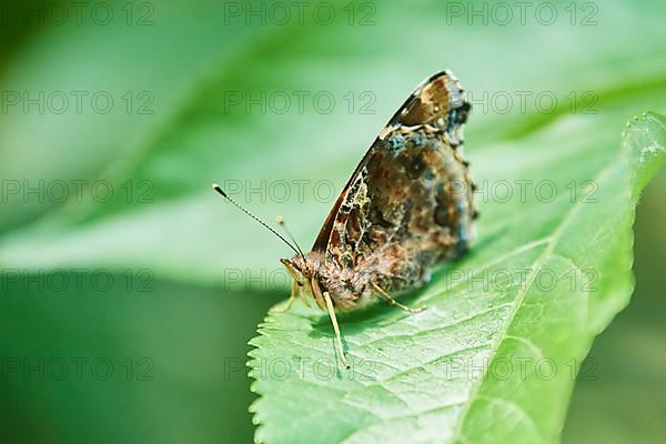 Red admiral