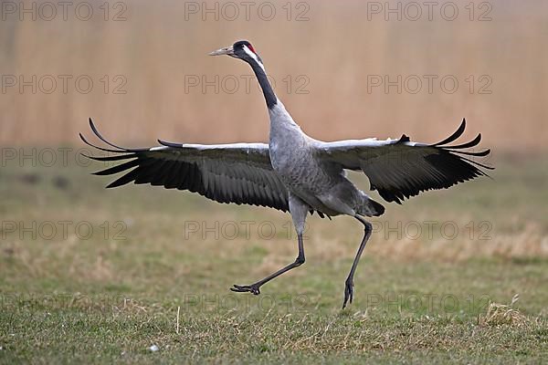 Common crane