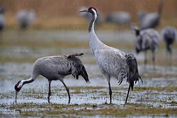 Common crane