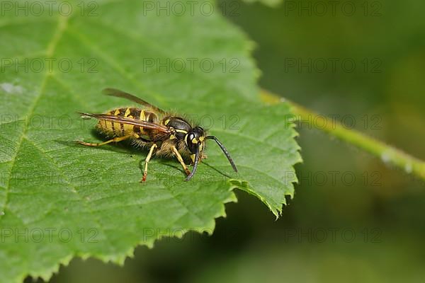 Common wasp