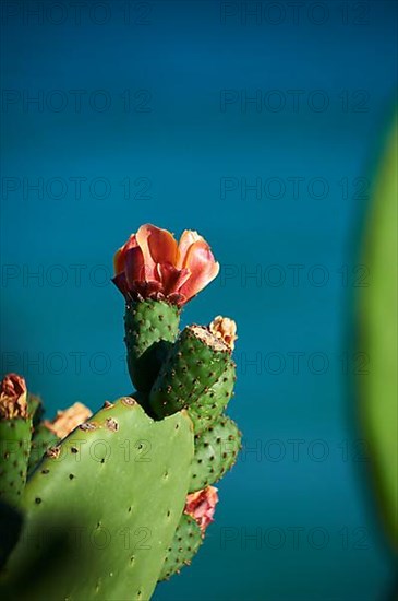 Indian fig opuntia